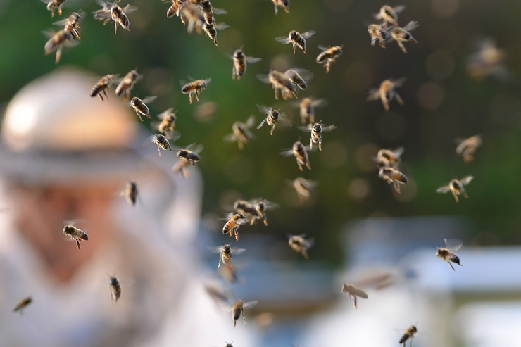 6 and 8 years old among six stung by bees